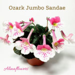 Мини синнингия Ozark Jumbo Sandae