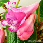 Синнингия Diva