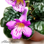 Мини синнигия Tory